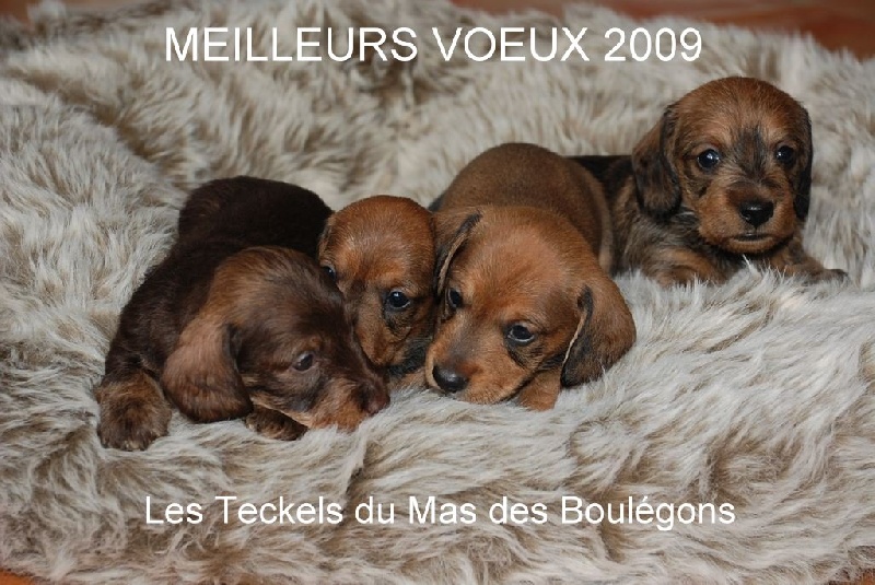 du Mas des Boulégons - Teckel poil dur - Portée née le 02/12/2008